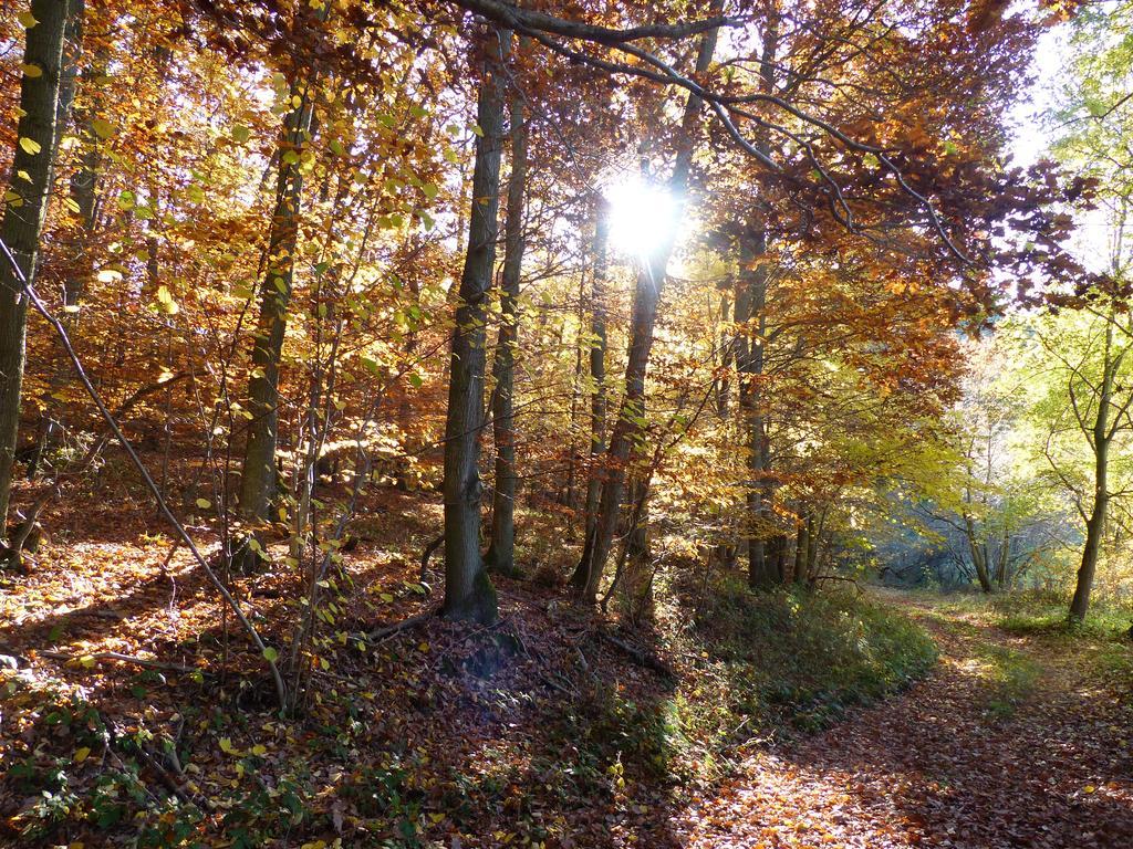 Ferienhaus Fischbachtal Heimbach Zewnętrze zdjęcie